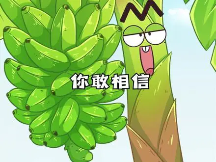 高大香蕉树竟是草？