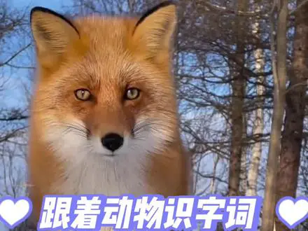 趣味动物成语大揭秘